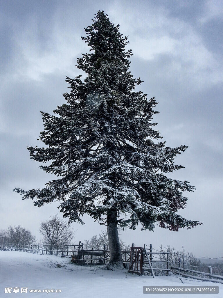 雪地孤松