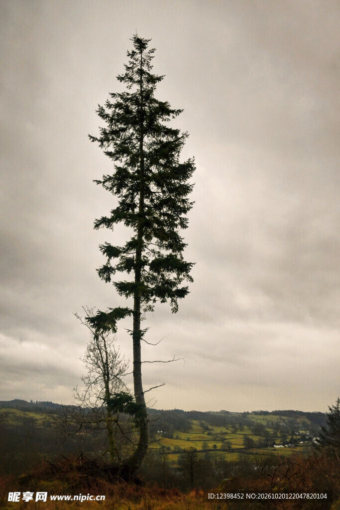 旷野孤树