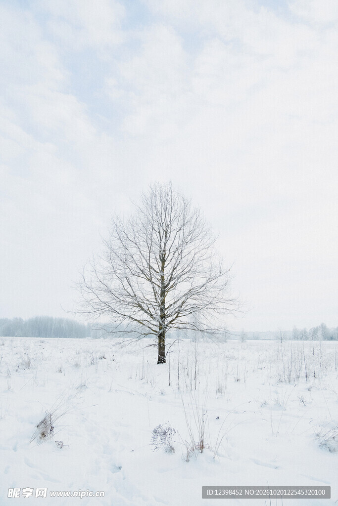 雪野孤树