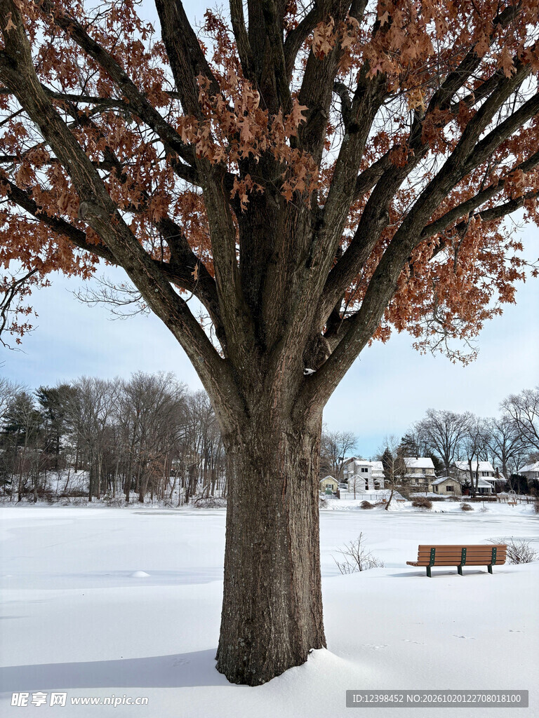 雪后大树
