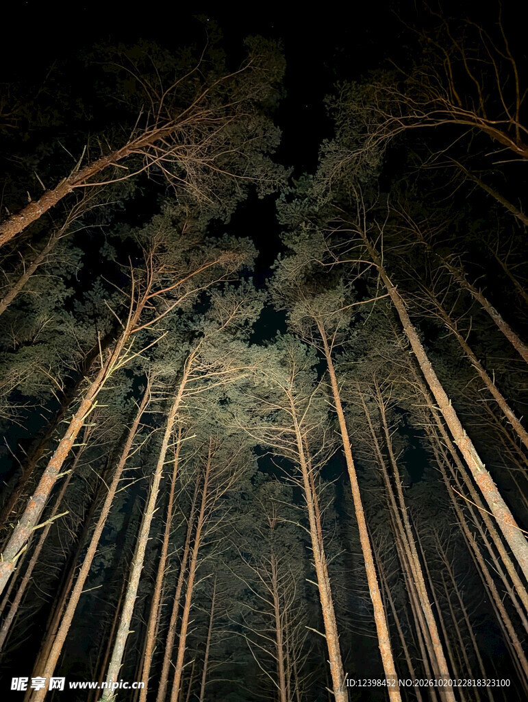 暗夜树林