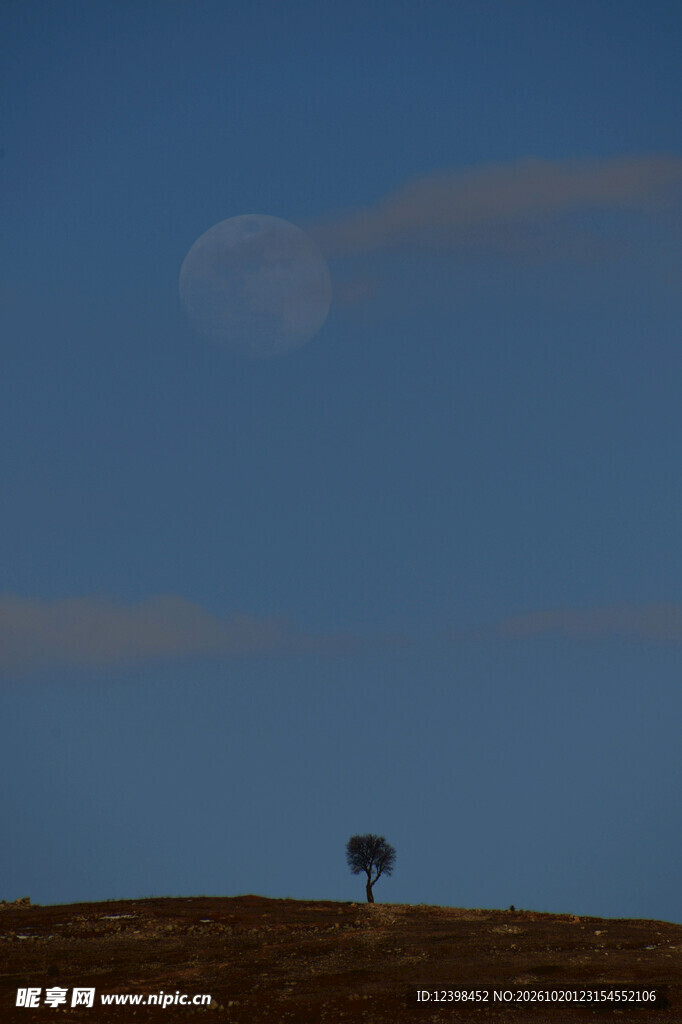 晴空孤树