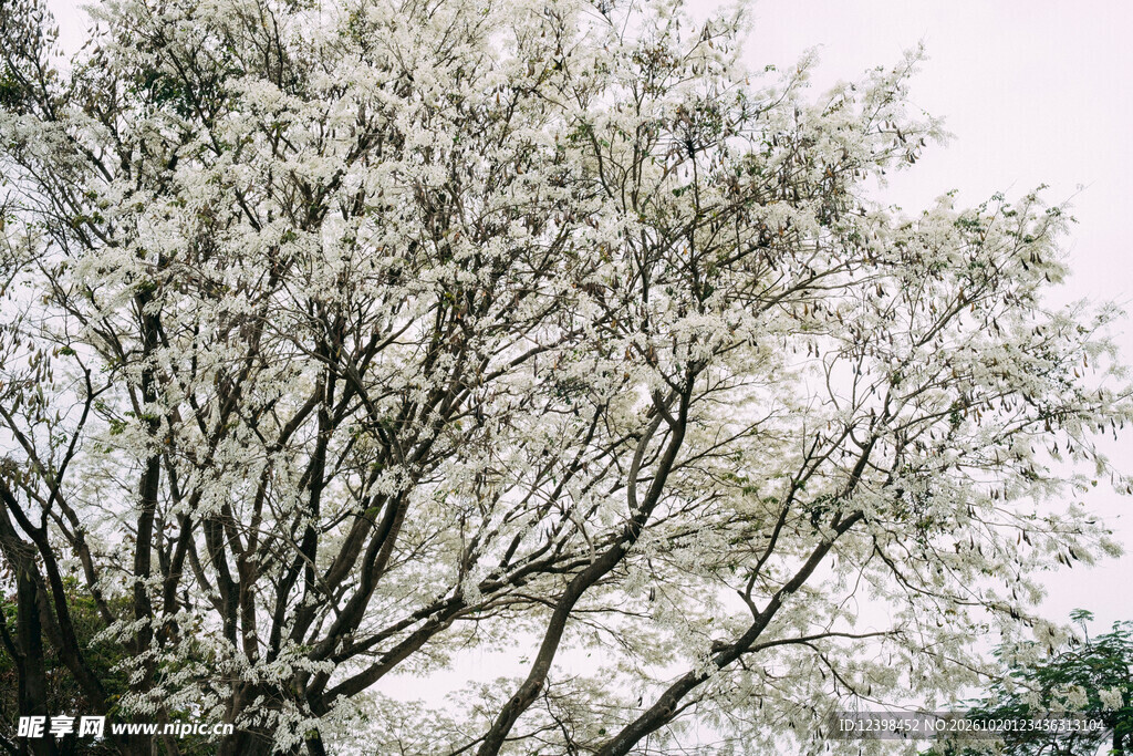 白花满枝