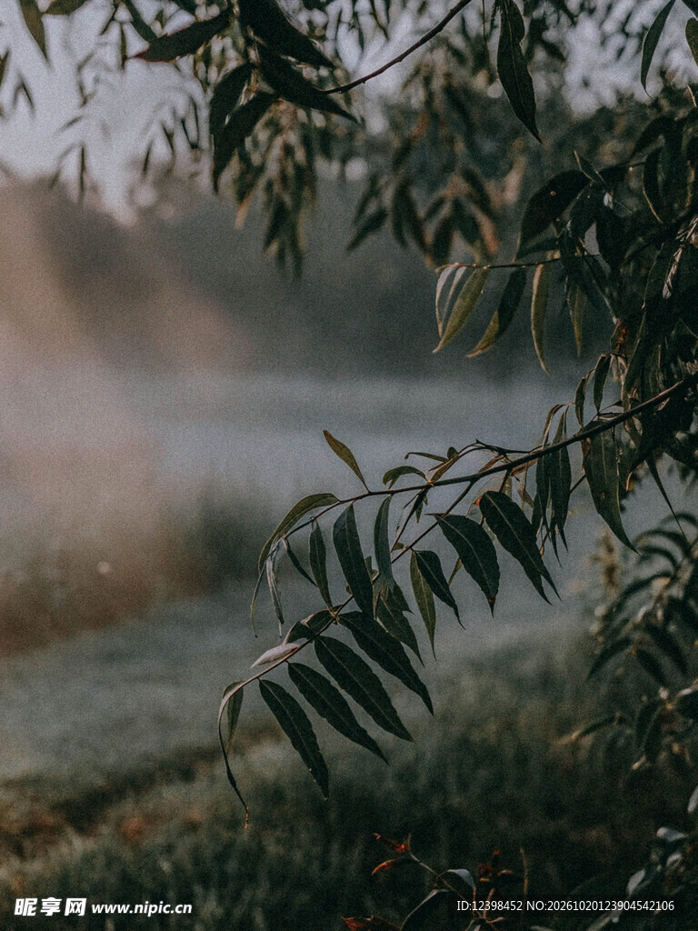 晨雾河畔枝叶朦胧