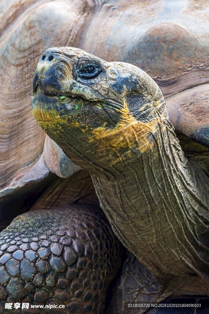 象龟头部特写