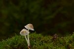 苔藓上的小蘑菇