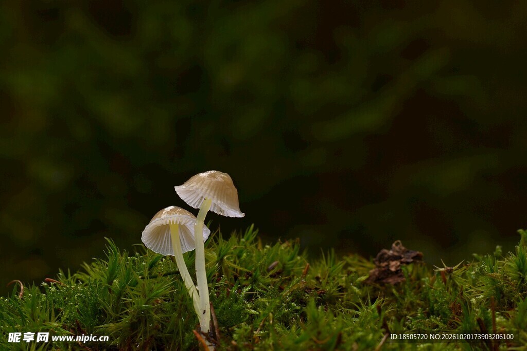 苔藓上的小蘑菇