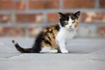 墙边三花小奶猫