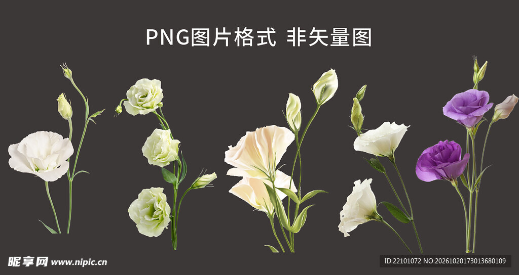洋桔梗