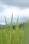 朦胧郊野青草风光