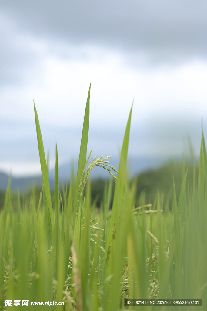 朦胧郊野青草风光