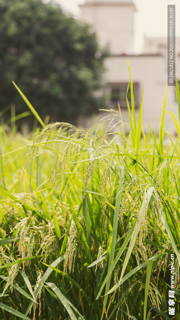 朦胧郊野草丛风光