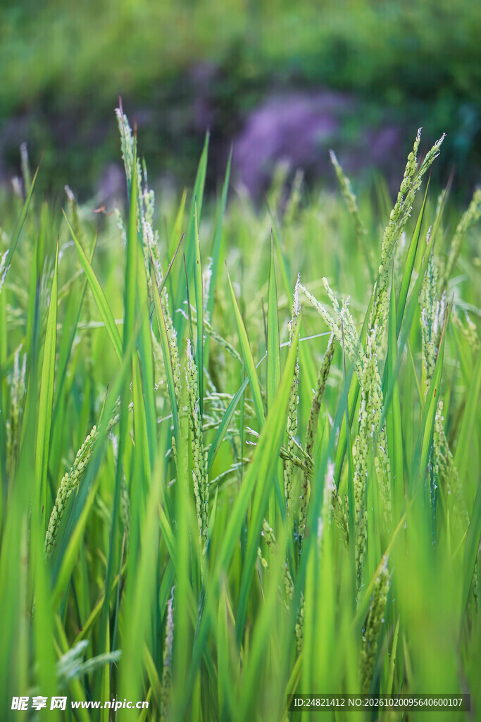 朦胧青草自然特写