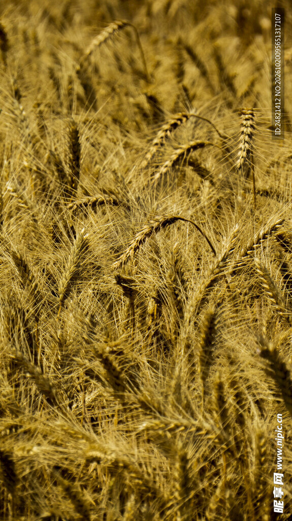 金色复古草纹肌理背景