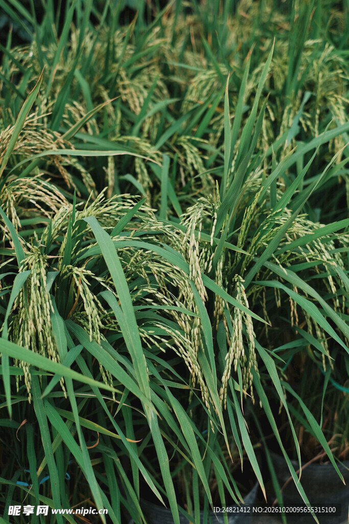 成熟水稻植株特写
