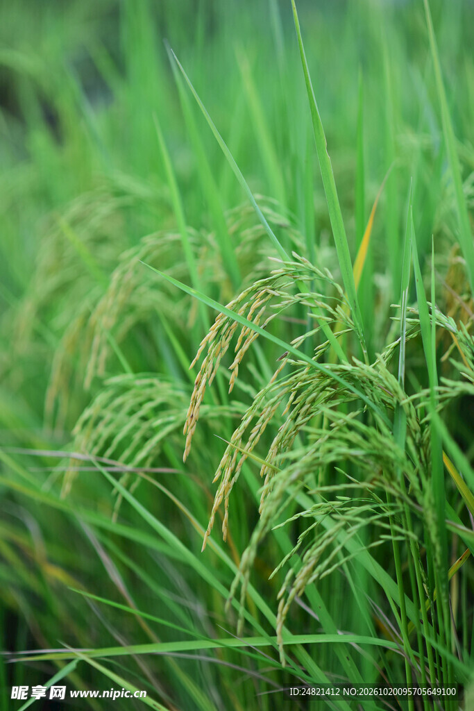 清新稻田朦胧稻穗景致