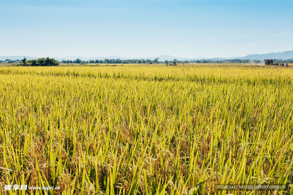 晴空下的金黄稻田