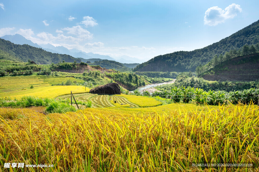 山间稻田丰收美景