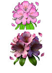 手绘 杜鹃花 立体杜鹃花 粉色