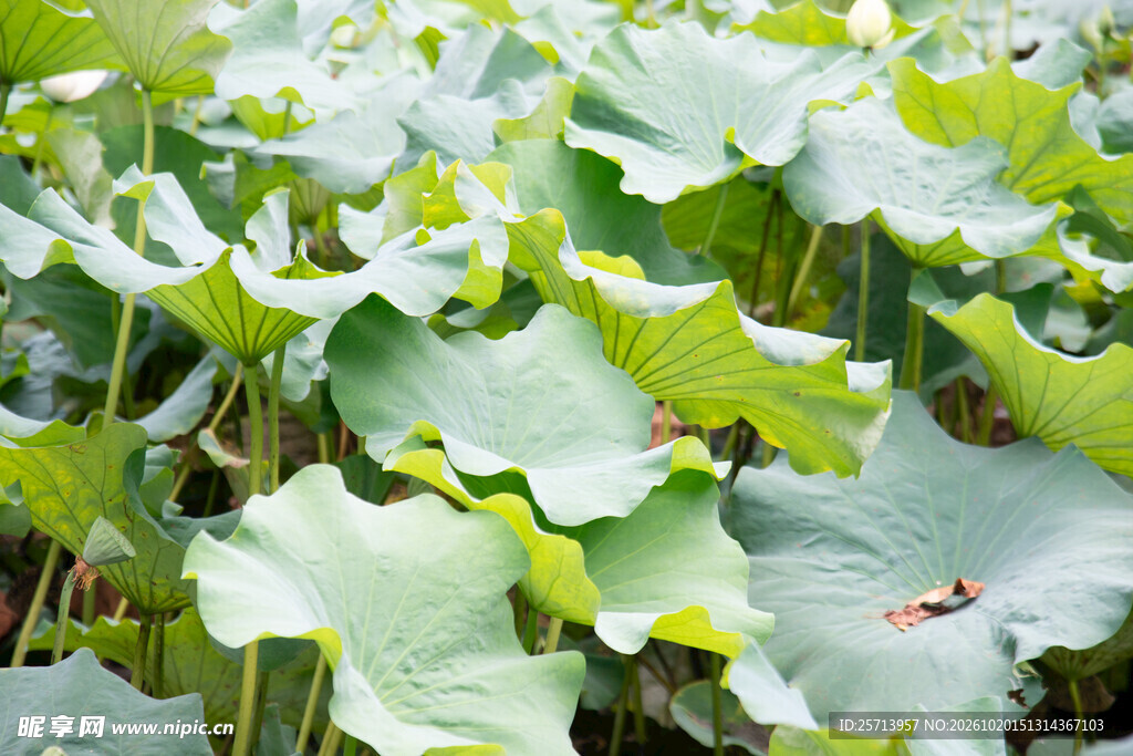 夏日荷塘满池荷叶