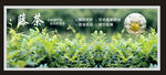 藤茶 莓茶