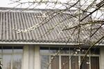 古建灰瓦檐下枝桠
