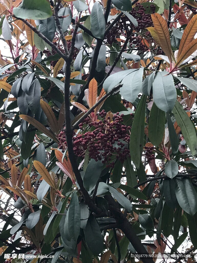 绿植枝叶自然特写
