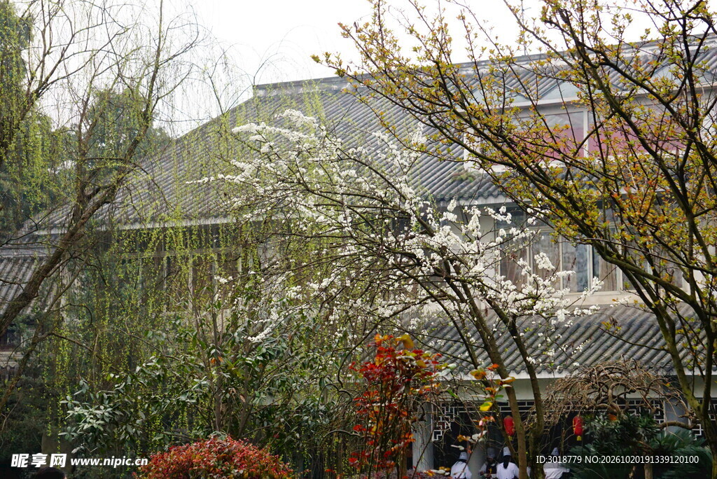 雨中古建春日赏樱