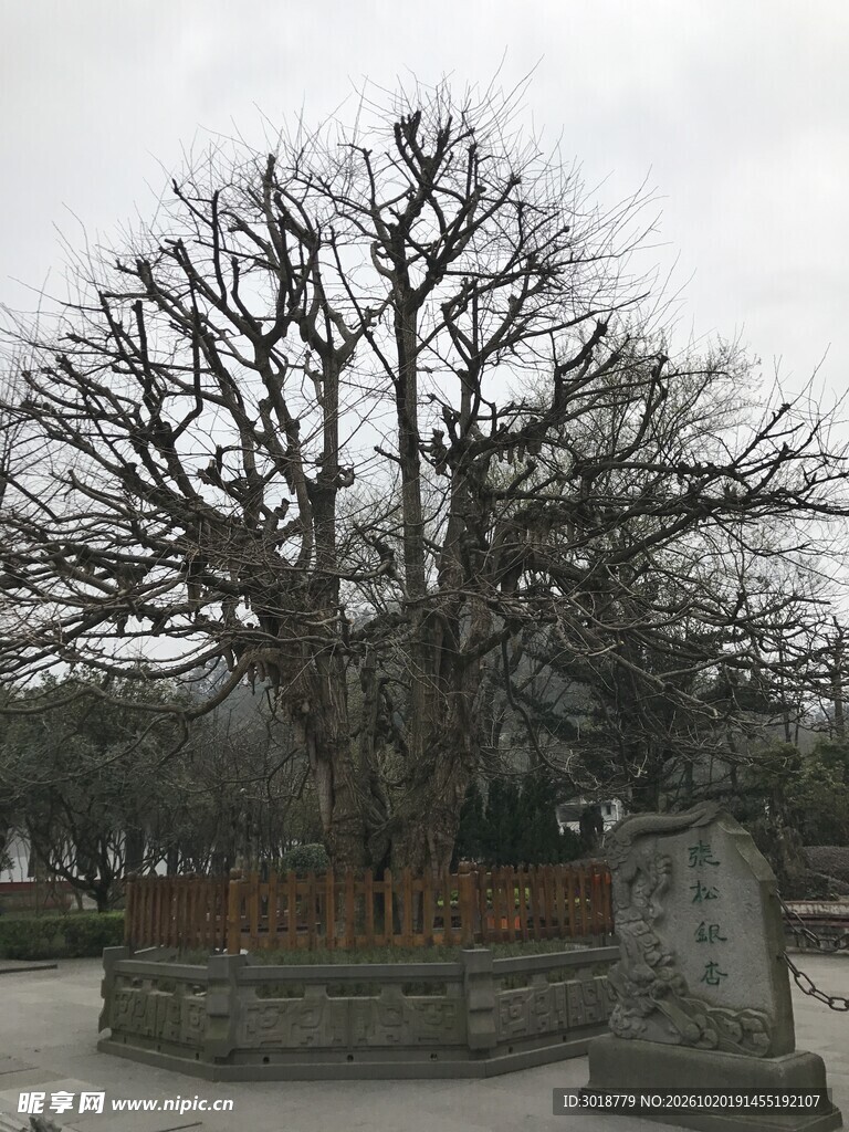 冬日古树石碑景观