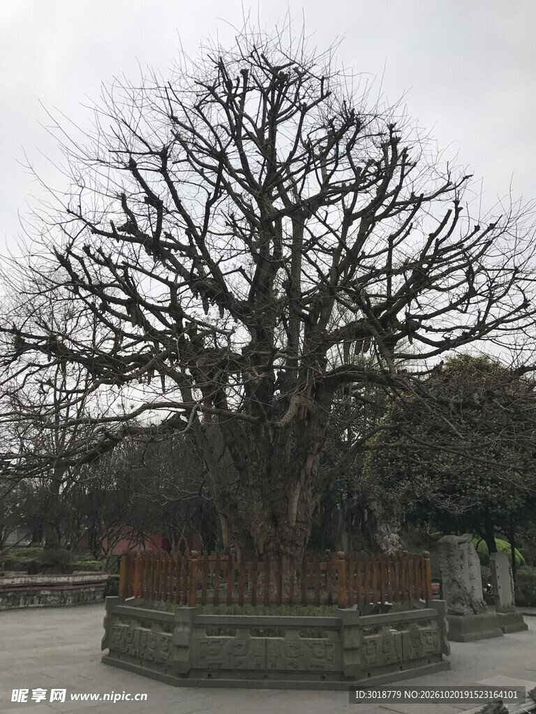 阴天里的秃树