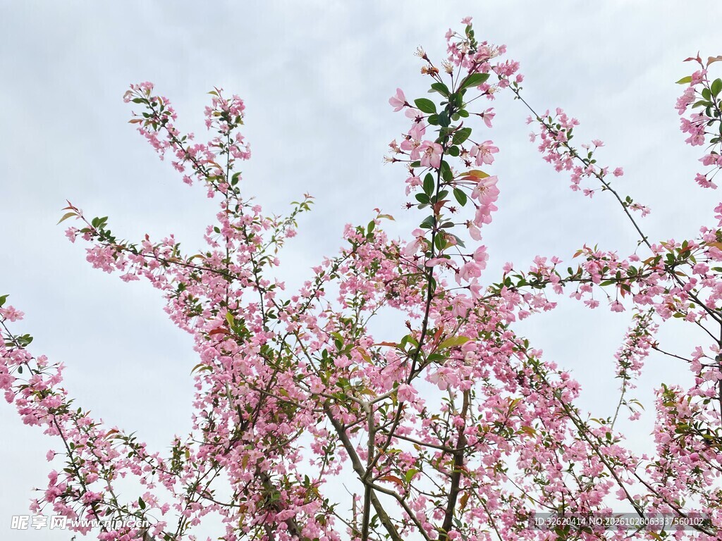 春日盛放的粉色花枝