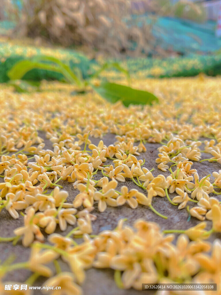 户外桂花