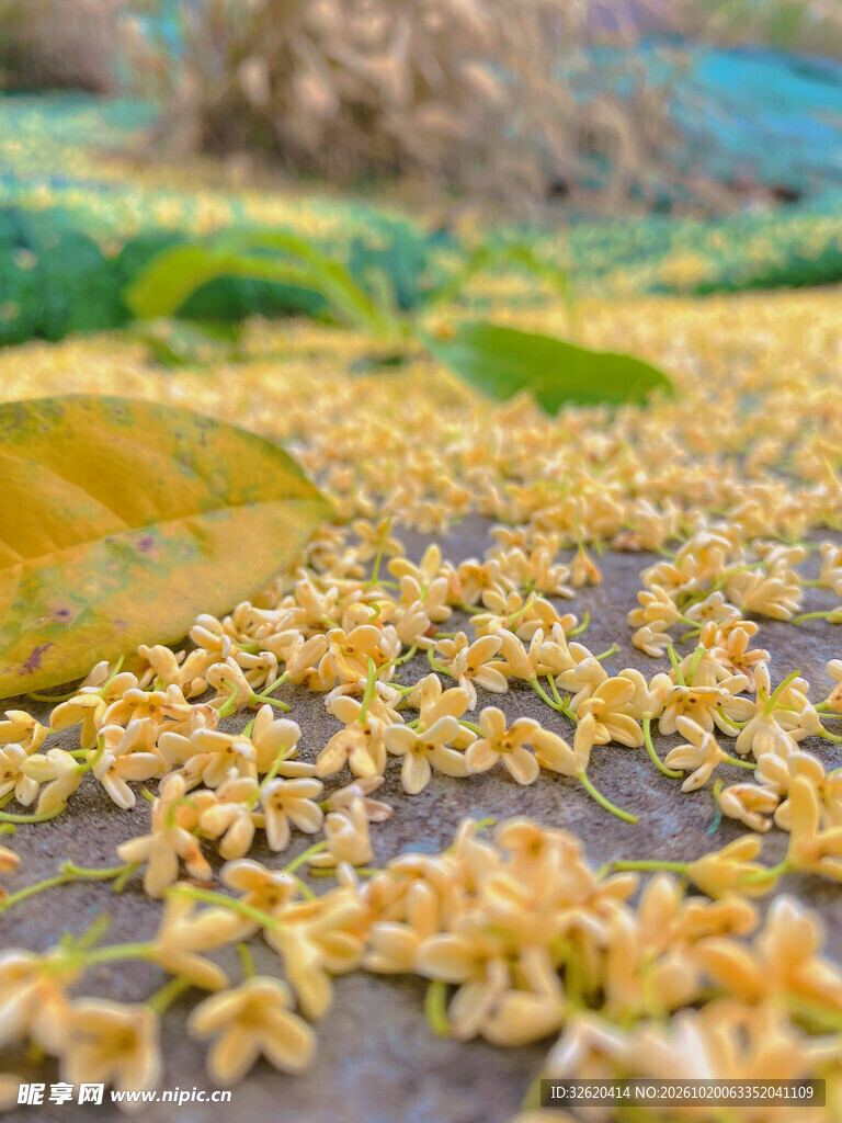 户外桂花