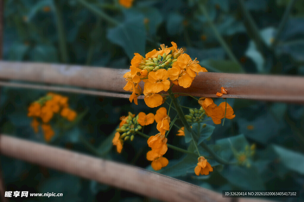 橙黄小花自然小景