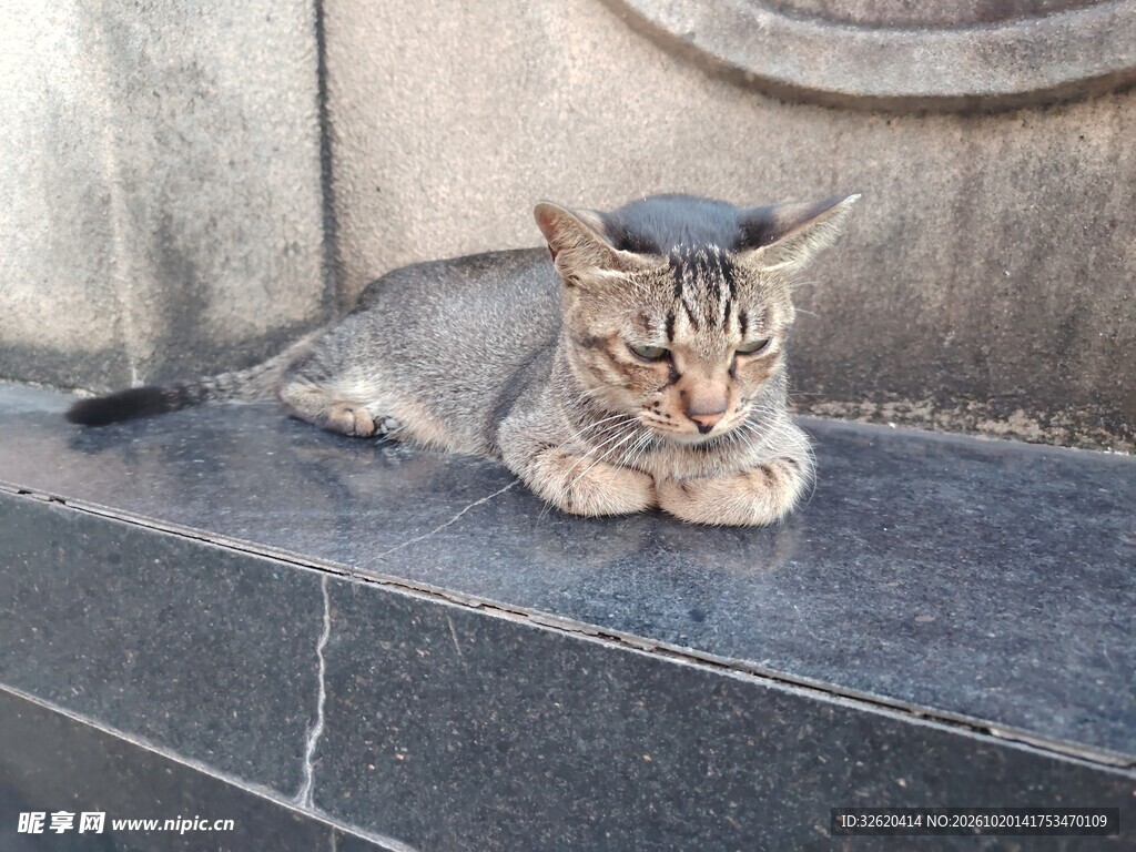 趴卧在石台上的猫咪