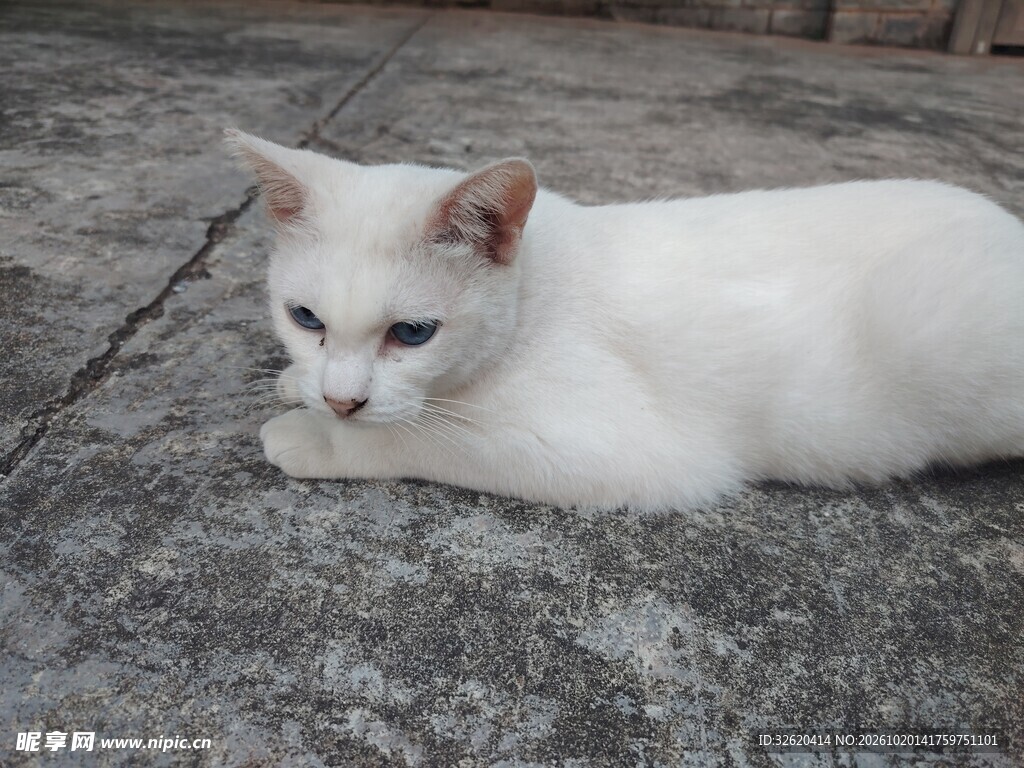小白猫