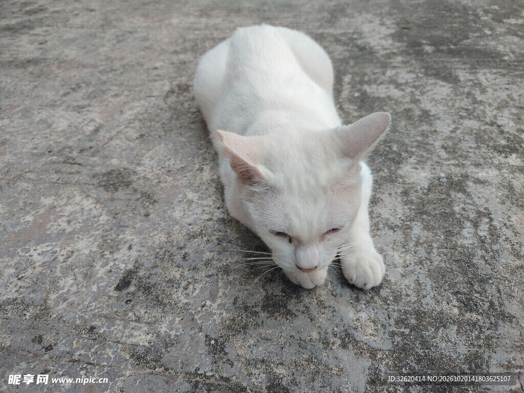 地面上的小白猫