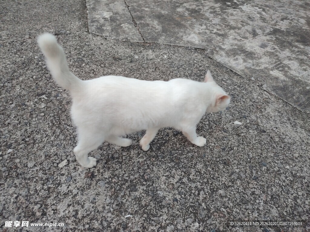 白色小猫