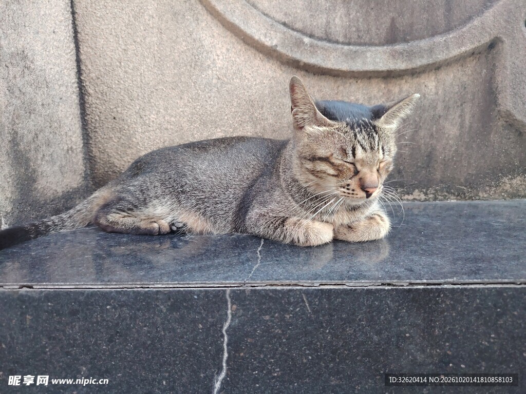 慵懒打盹的小猫