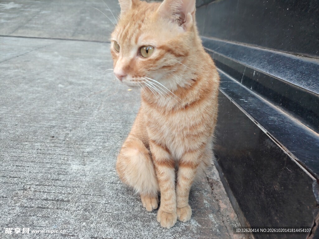 静坐的小橘猫