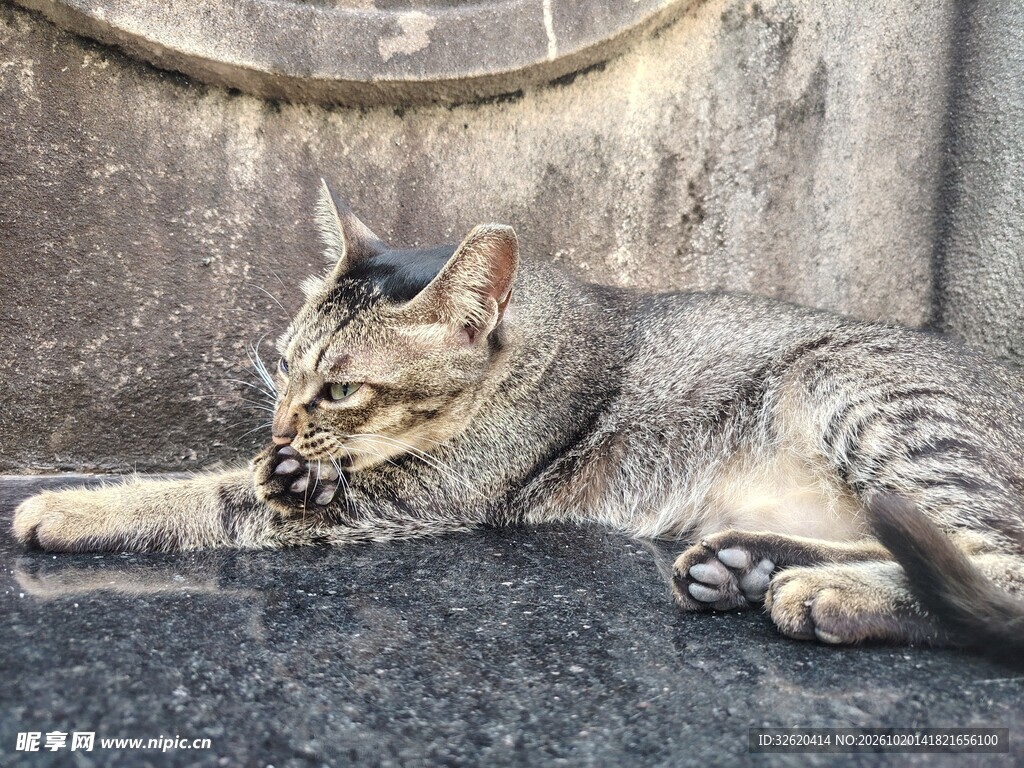 慵懒趴卧的虎斑猫