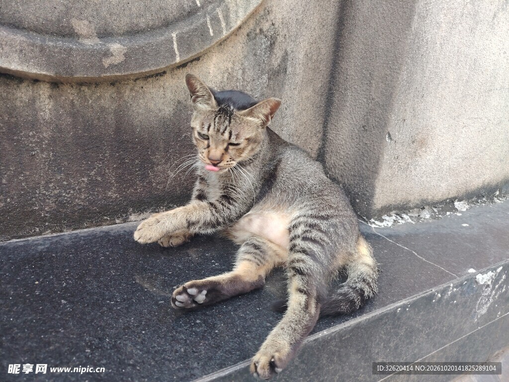 打哈欠的狸花猫