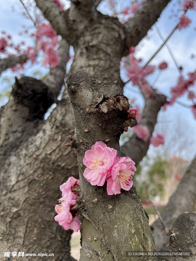 树干上的粉色春花
