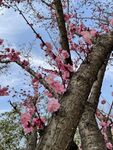 春日蓝天粉花树