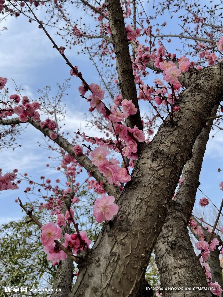 春日蓝天粉花树