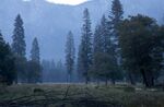 雾色松林郊野晨景
