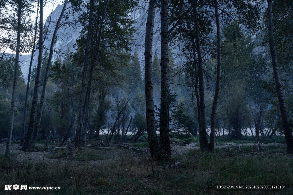朦胧雾林自然风景