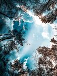 林间仰拍晴空树影
