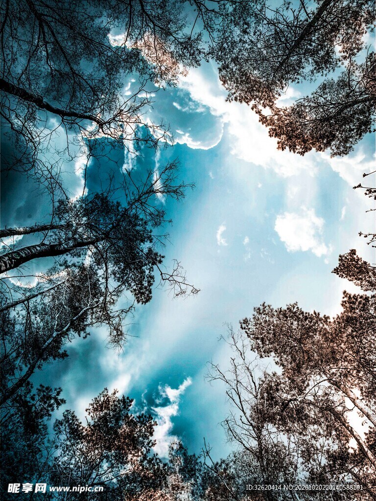 林间仰拍晴空树影