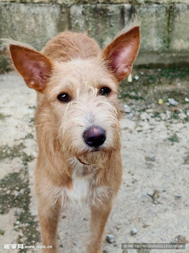 浅黄立耳宠物犬正面照